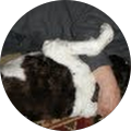 Don Bendinelli Avatar